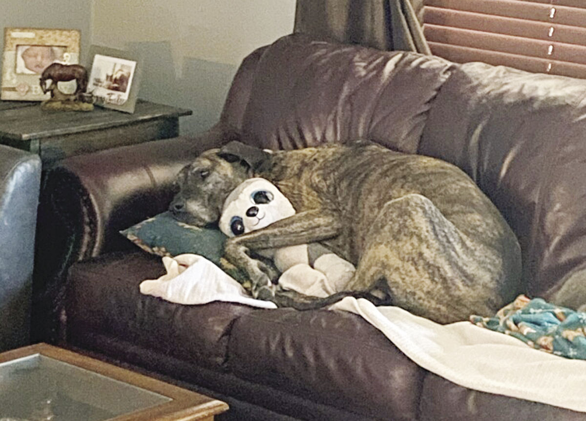 Dog